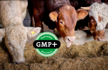 Cows with GMP logo